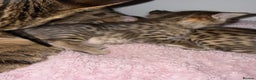 Savannah cats for sale: TICA Reg F3 Savannah Kittens HIGH PERCENTAGE - Advert 3