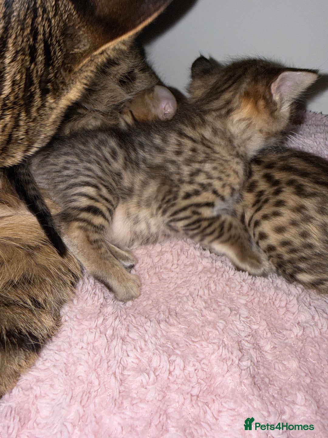 Savannah cats for sale: TICA Reg F3 Savannah Kittens HIGH PERCENTAGE - Advert 3
