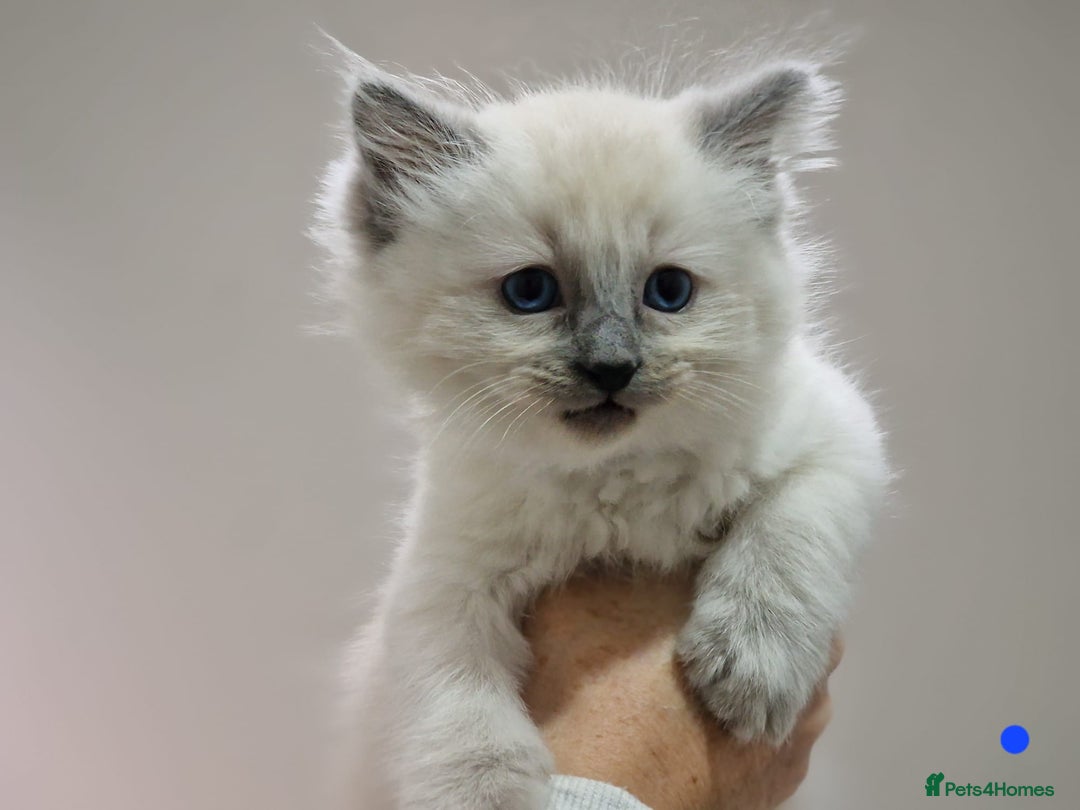 Ragdoll cats for sale: GCCF Registered Pedigree Ragdoll Kittens - Advert 19