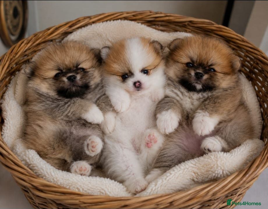 Pomeranian dogs Now only 3 teddy bears! 🐾 🐾 🐾  - Advert 1