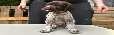 German Shorthaired Pointer 7