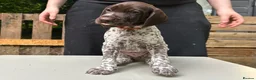 German Shorthaired Pointer dogs for sale: KC Reg GSP Pups (5 LEFT!) - Advert 10