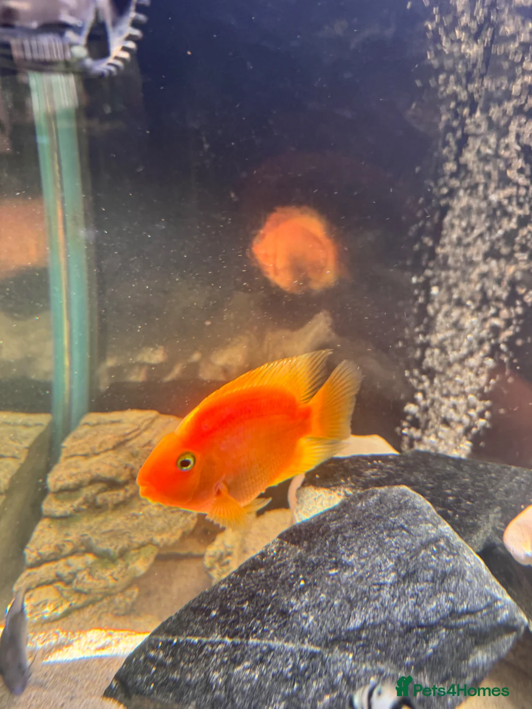 Cichlids fish for sale: Blood red parrot fish in Manchester - Advert 2