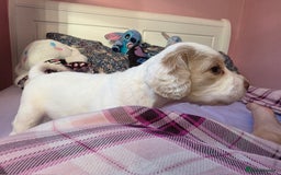 Mixed Breed dogs for sale: Cocker Spaniel Puppies – 4 Weeks Old - reserve now - Advert 4