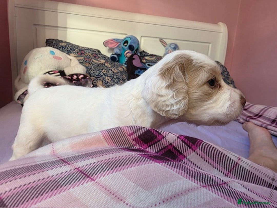 Mixed Breed dogs for sale: Cocker Spaniel Puppies – 4 Weeks Old - reserve now - Advert 4