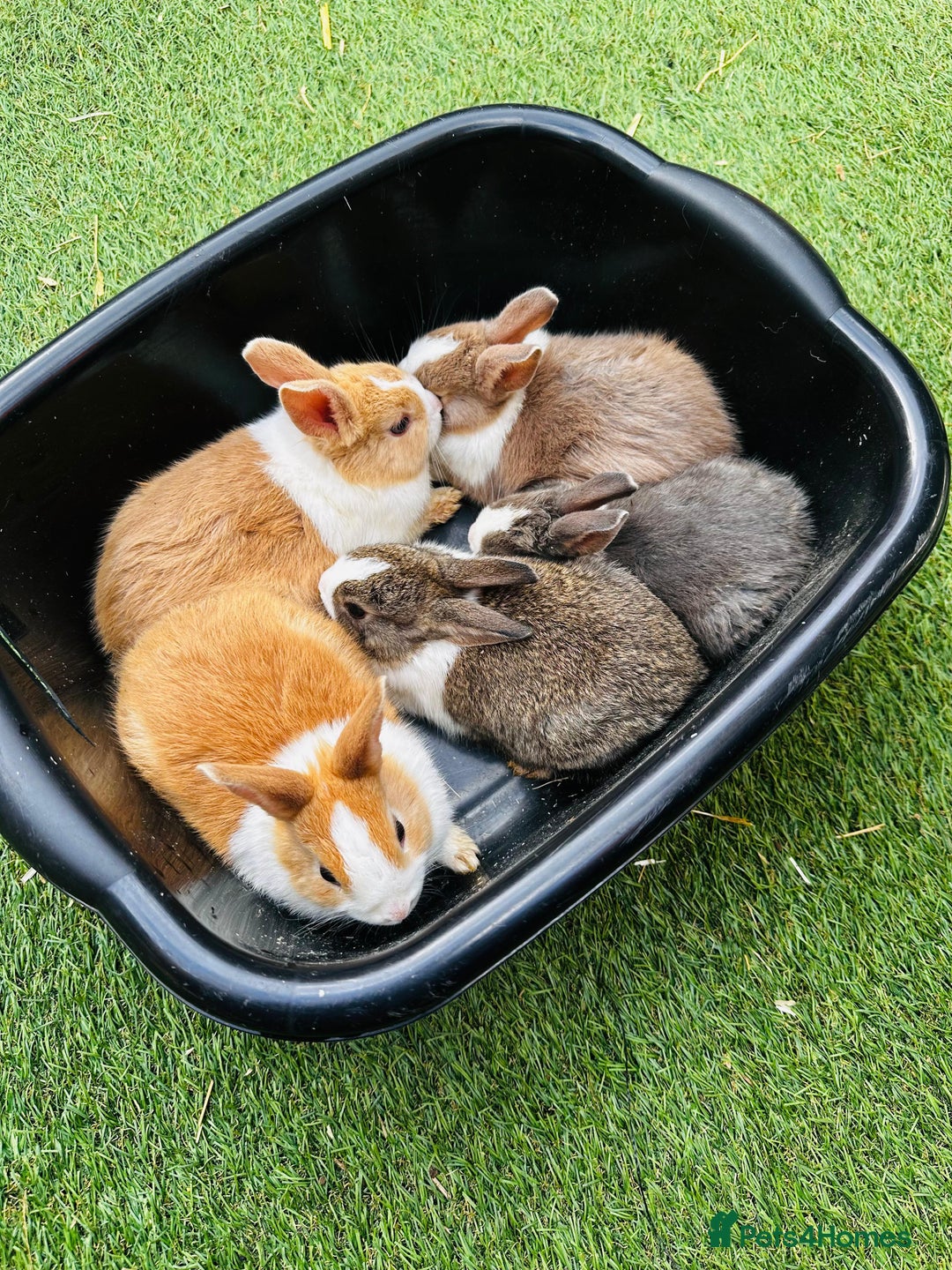 Dutch rabbits for sale: PURE BREED DUTCH BABY RABBITS £35 - Image 3