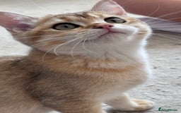 British Shorthair cats for sale: BSH GCCF Girl and Boy NY 12 GOLDEN BLACK SHEDDED  in Basildon - Image 5