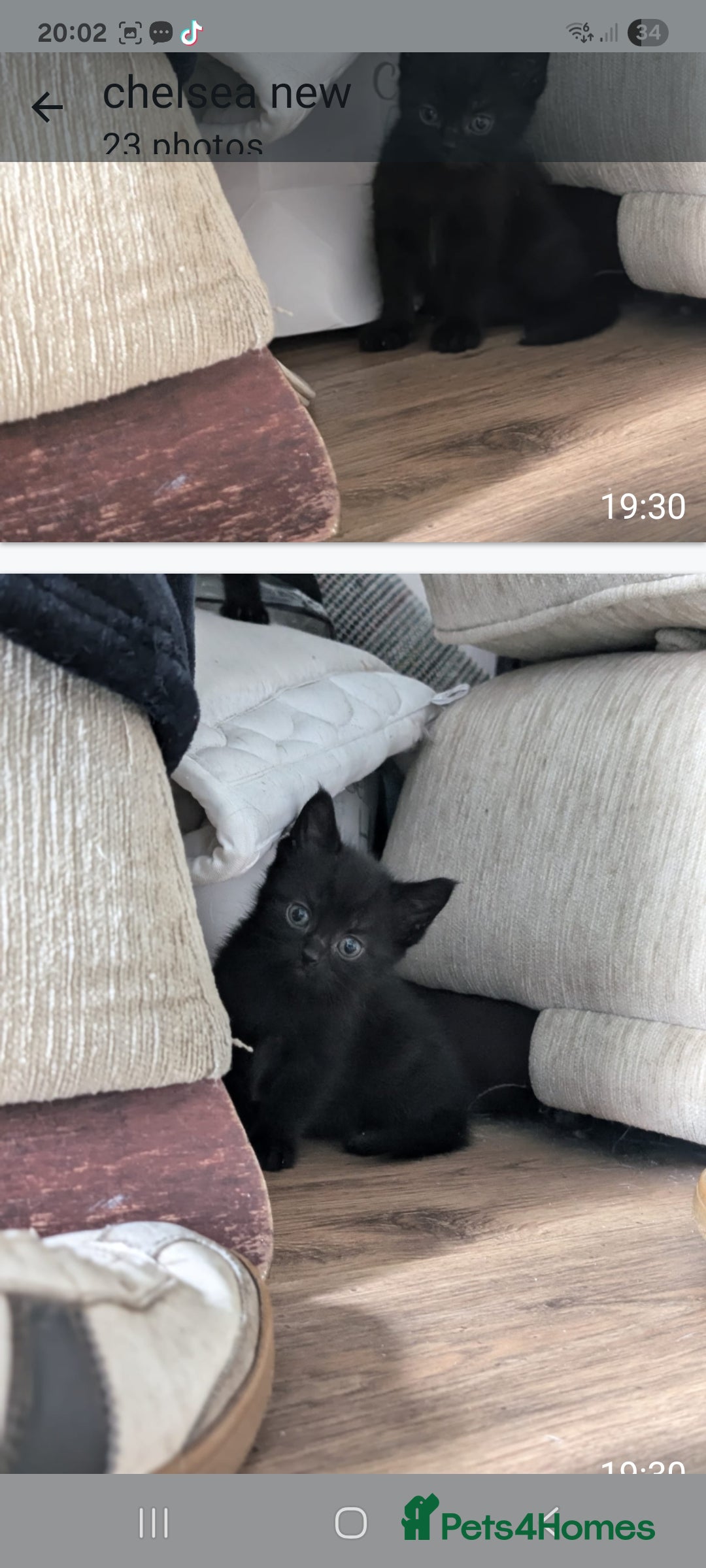 British Longhair cats for sale: Beautiful gorgeous kittens for sale - Image 12