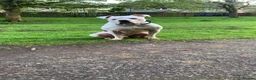 American Bulldog dogs for stud: KOBY. JOHNSONS AMERICAN BULLDOG! in Bathgate - Advert 2