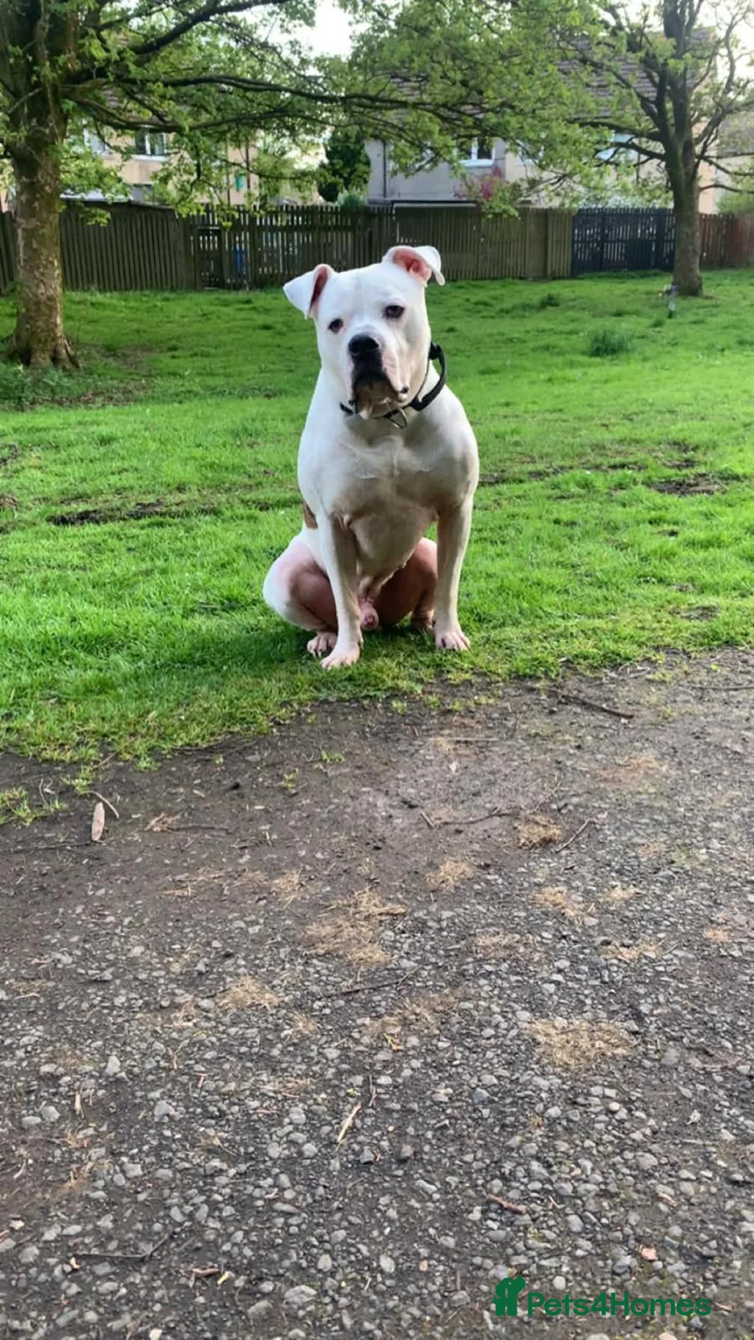 American Bulldog dogs for stud: KOBY. JOHNSONS AMERICAN BULLDOG! in Bathgate - Advert 2