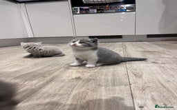 British Shorthair cats for sale: British Shorthair Kittens - Image 6