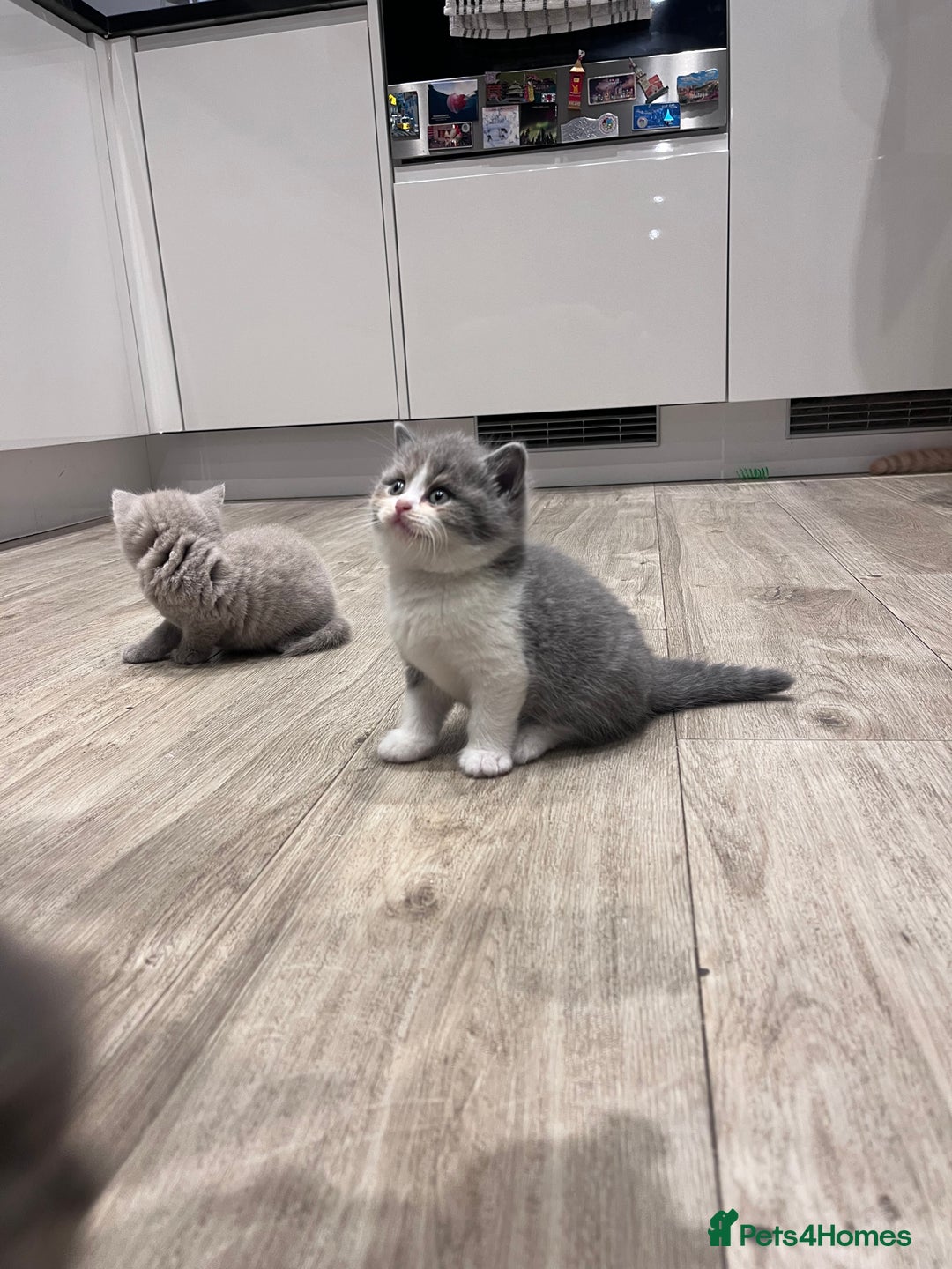 British Shorthair cats for sale: British Shorthair Kittens - Image 6