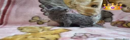 Devon Rex cats for sale: DEVOTED DEVONS  - Advert 35