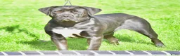 Presa Canario dogs for sale: BLACK PRESA PUPS - Advert 10