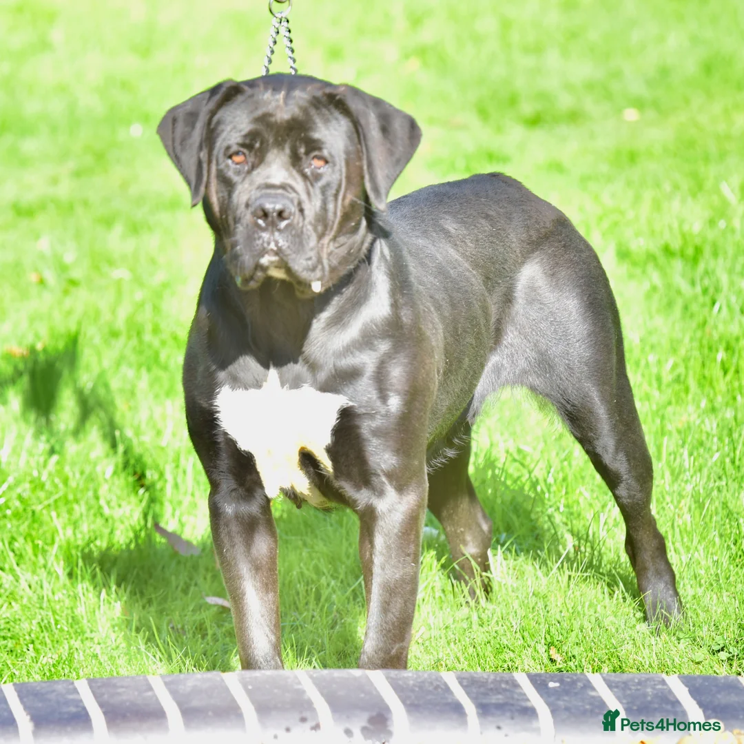 Presa Canario dogs for sale: BLACK PRESA PUPS - Advert 10