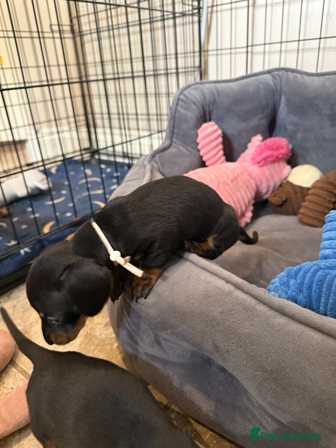Miniature Dachshund dogs for sale: Ready Now! Smooth coat 1 boy 1 girl - Image 18