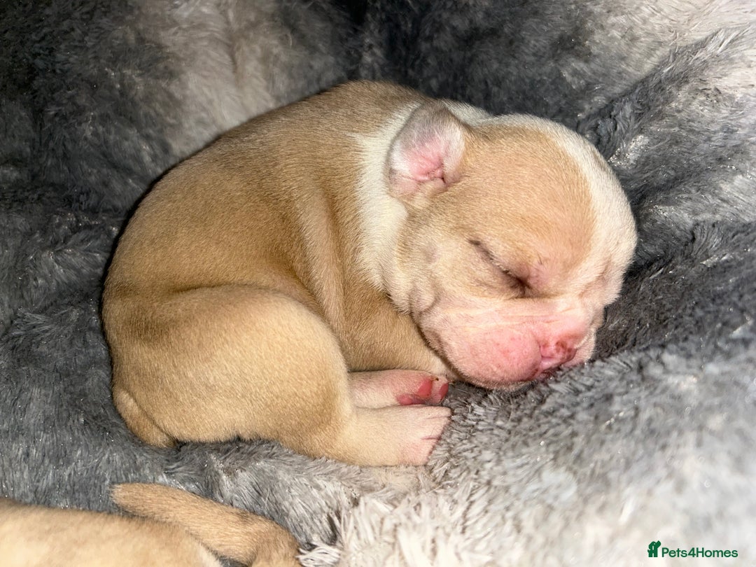 Olde English Bulldogge dogs for sale: Must See! Olde English Puppies  - Image 19