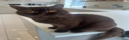 British Shorthair cats for sale: Chocolate and lilac British short hair kittens in Aylesford - Advert 39