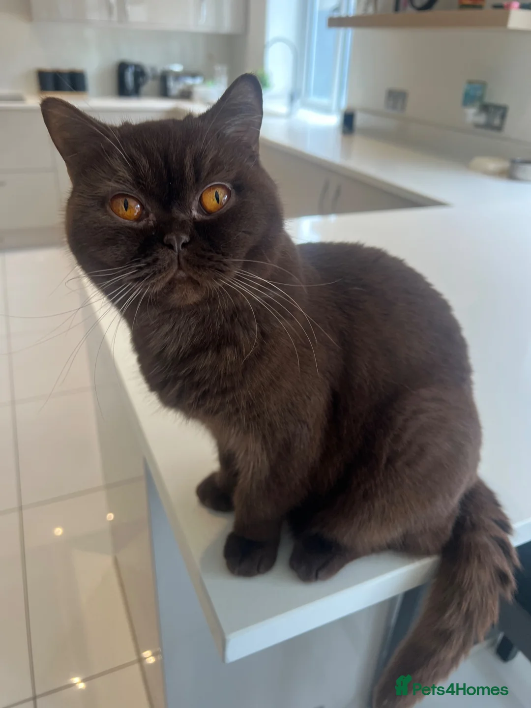 British Shorthair cats for sale: Chocolate and lilac British short hair kittens in Aylesford - Advert 39