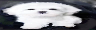 Maltese Puppy 3