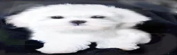 Maltese dogs for sale: KC registered Maltese - Advert 2