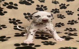Dalmatian dogs for sale: KC Dalmatian Puppies  - Image 11