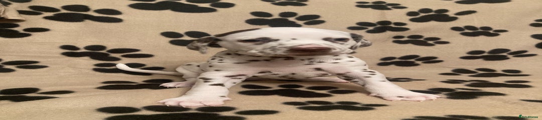 Dalmatian Puppy 2