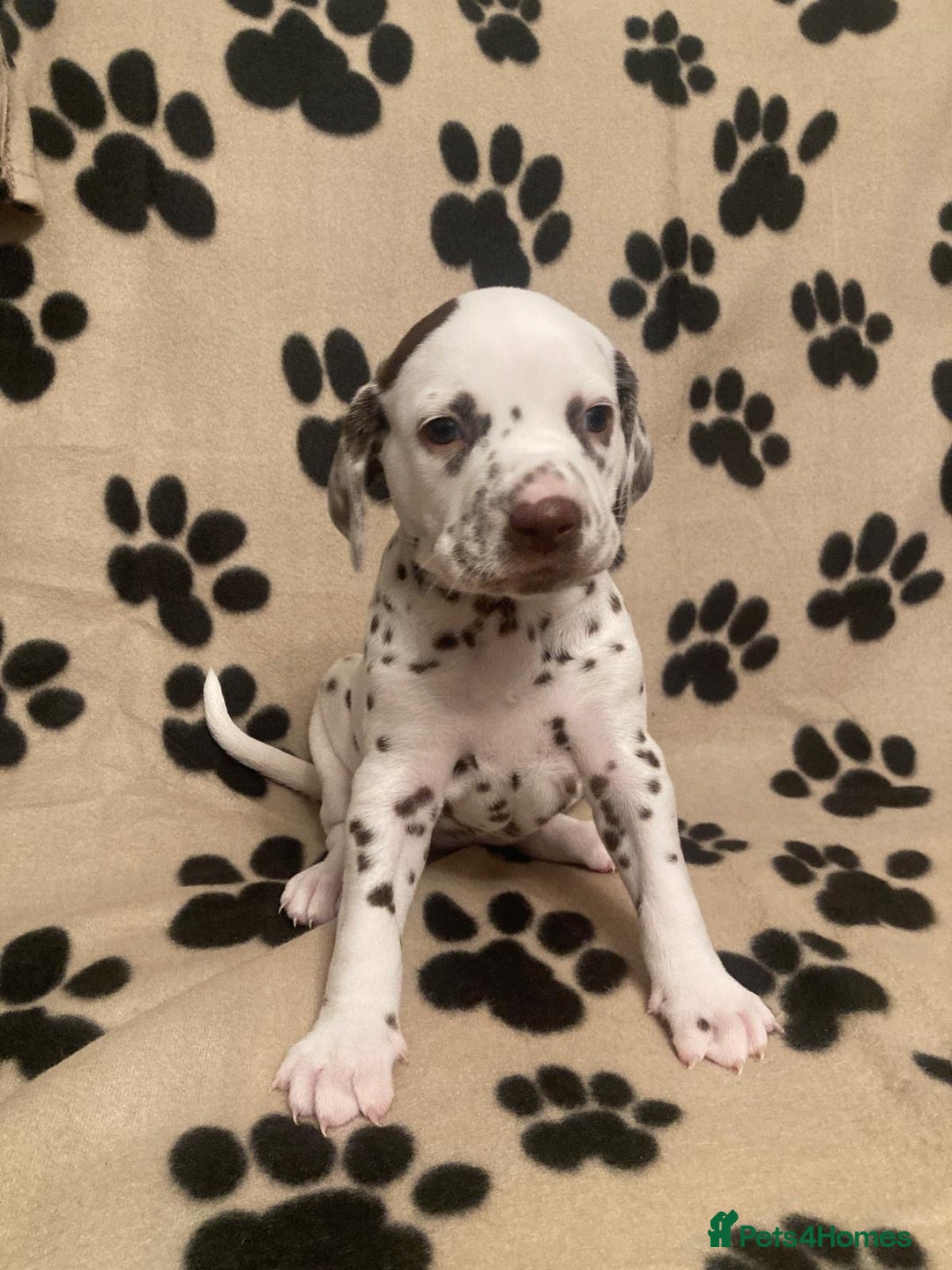 Dalmatian dogs for sale: KC Dalmatian Puppies  - Image 11