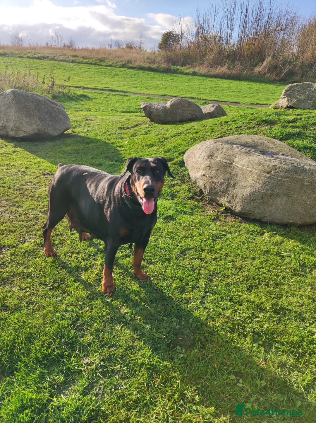 Dobermann dogs for sale: FOUR DOBERMANN FEMALE PUPS STILL AVAILABLE  - Advert 16