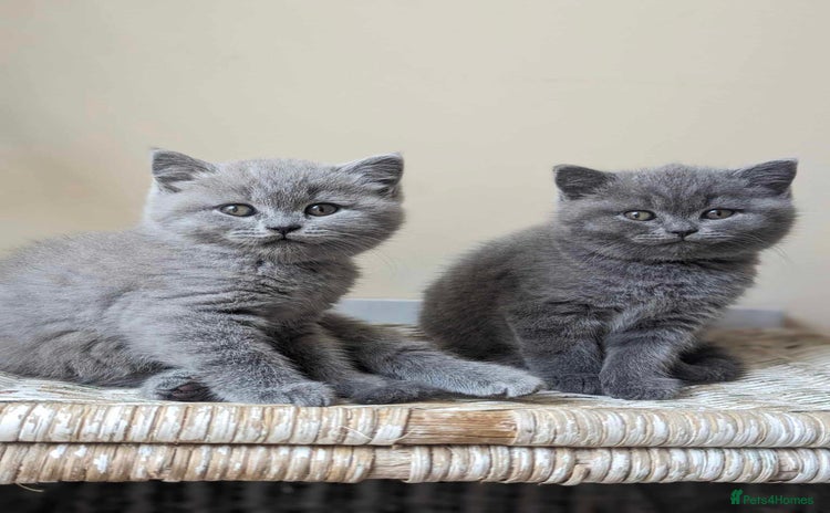 British Shorthair cats - Advert 6