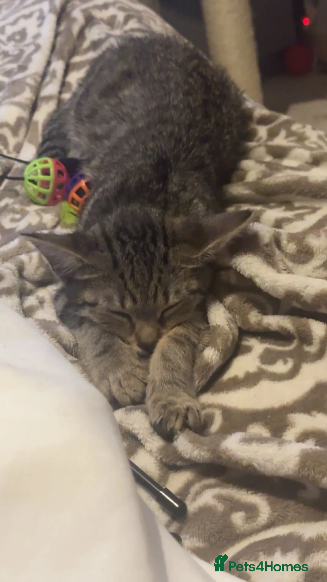 Mixed Breed cats for sale: last tabby girl for sale!! in Edinburgh - Advert 2