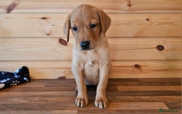 Labrador Retriever dogs for sale: ONLY 1 BEAUTIFUL KC FOX RED GIRL LAB AVAILABLE - Image 3