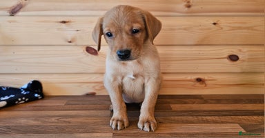 Labrador Retriever dogs - Advert 11