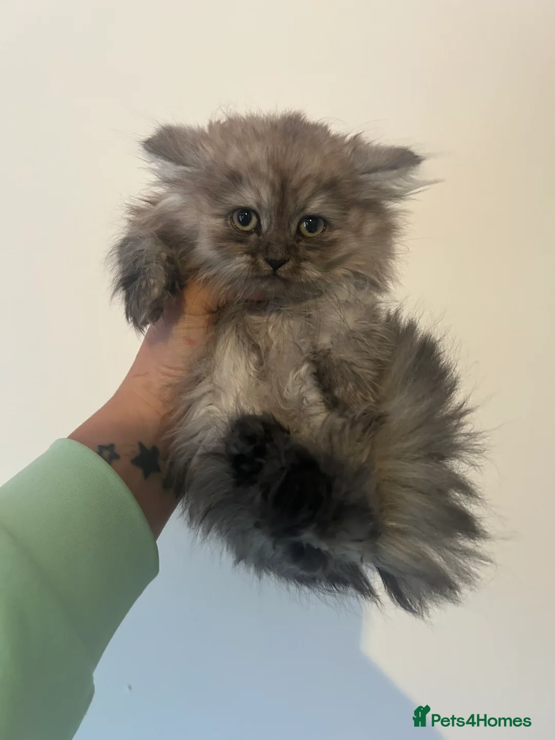 British Shorthair cats for sale: Beautiful male looking for his forever home💙 - Advert 6