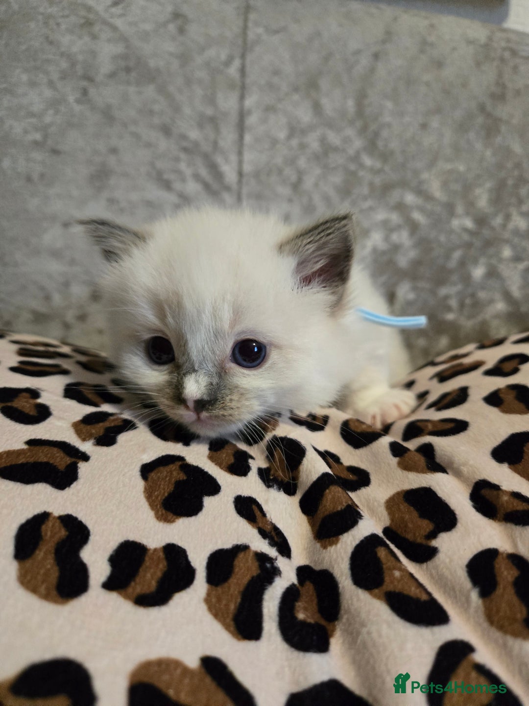 Ragdoll cats for sale: Mitted blue-point pure Ragdoll - Image 4