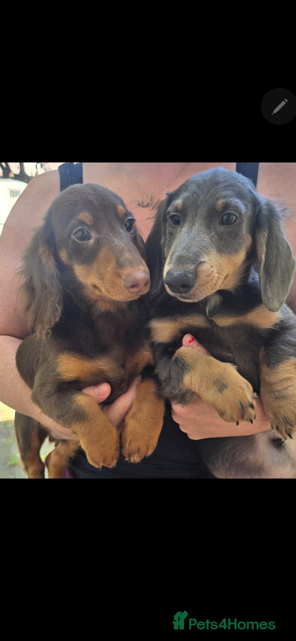 Miniature Dachshund dogs 💙💙Last 2 LONGHAIR BOY ❤️ 1 Girl SHORTHAIR - Advert 18