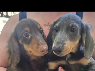 Miniature Dachshund dogs 💙💙Last 2 LONGHAIR BOY ❤️ 1 Girl SHORTHAIR - Advert 4