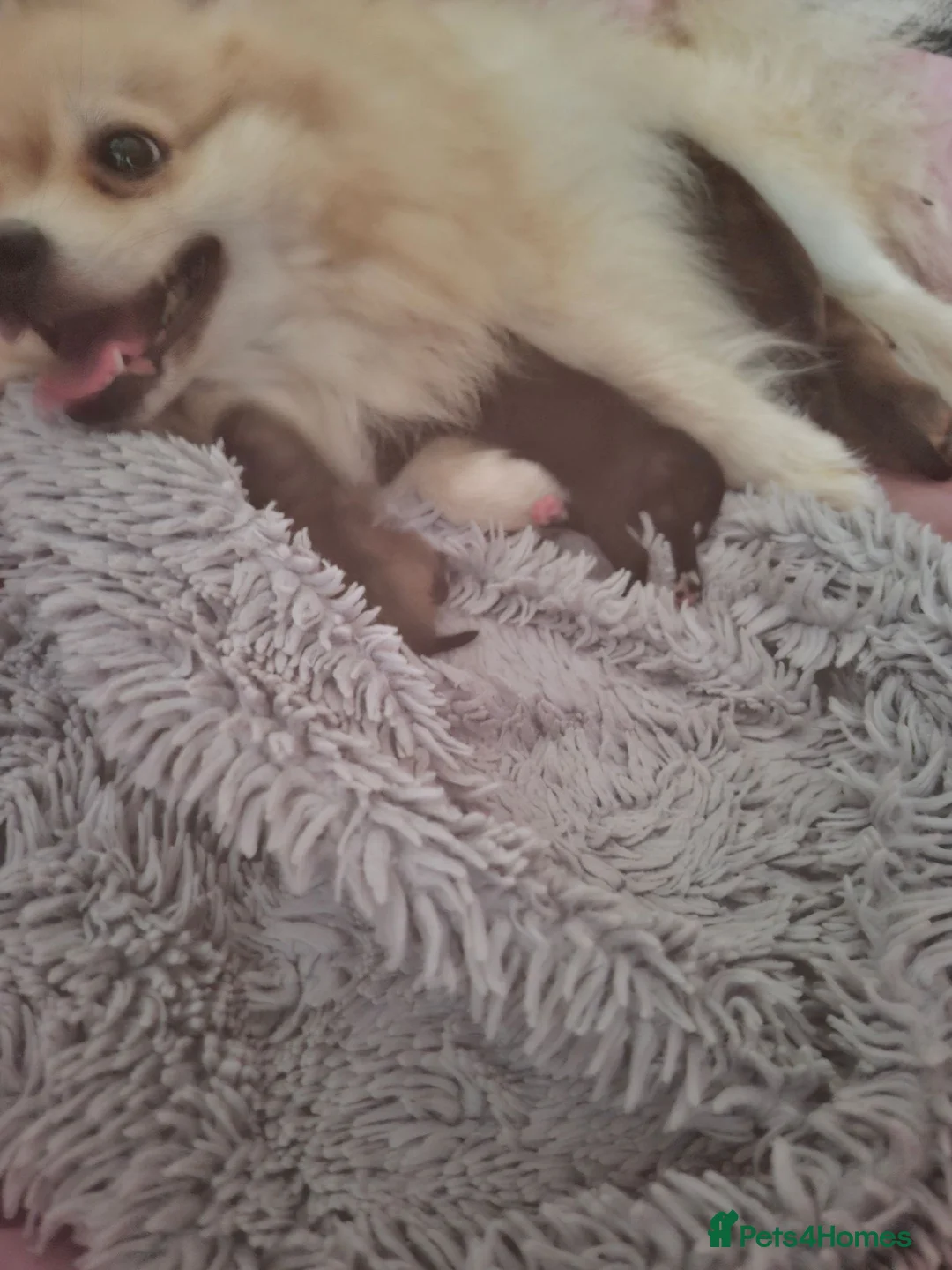 Mixed Breed dogs for sale: Puppies  - Advert 9