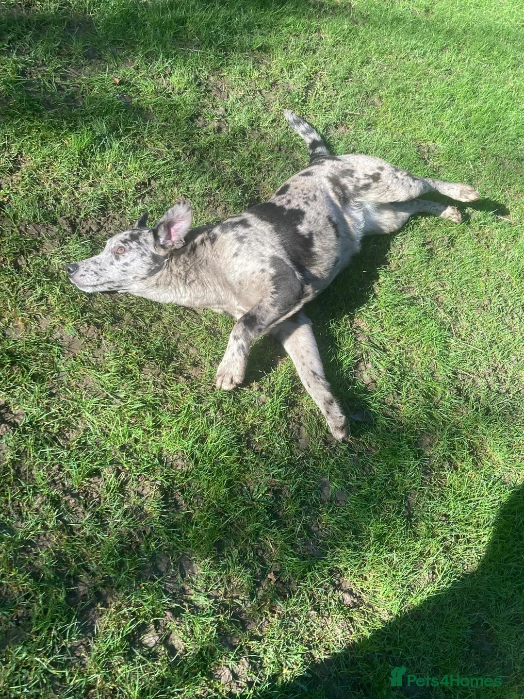 Mixed Breed dogs for sale: Labrador x puppy girl  - Advert 2