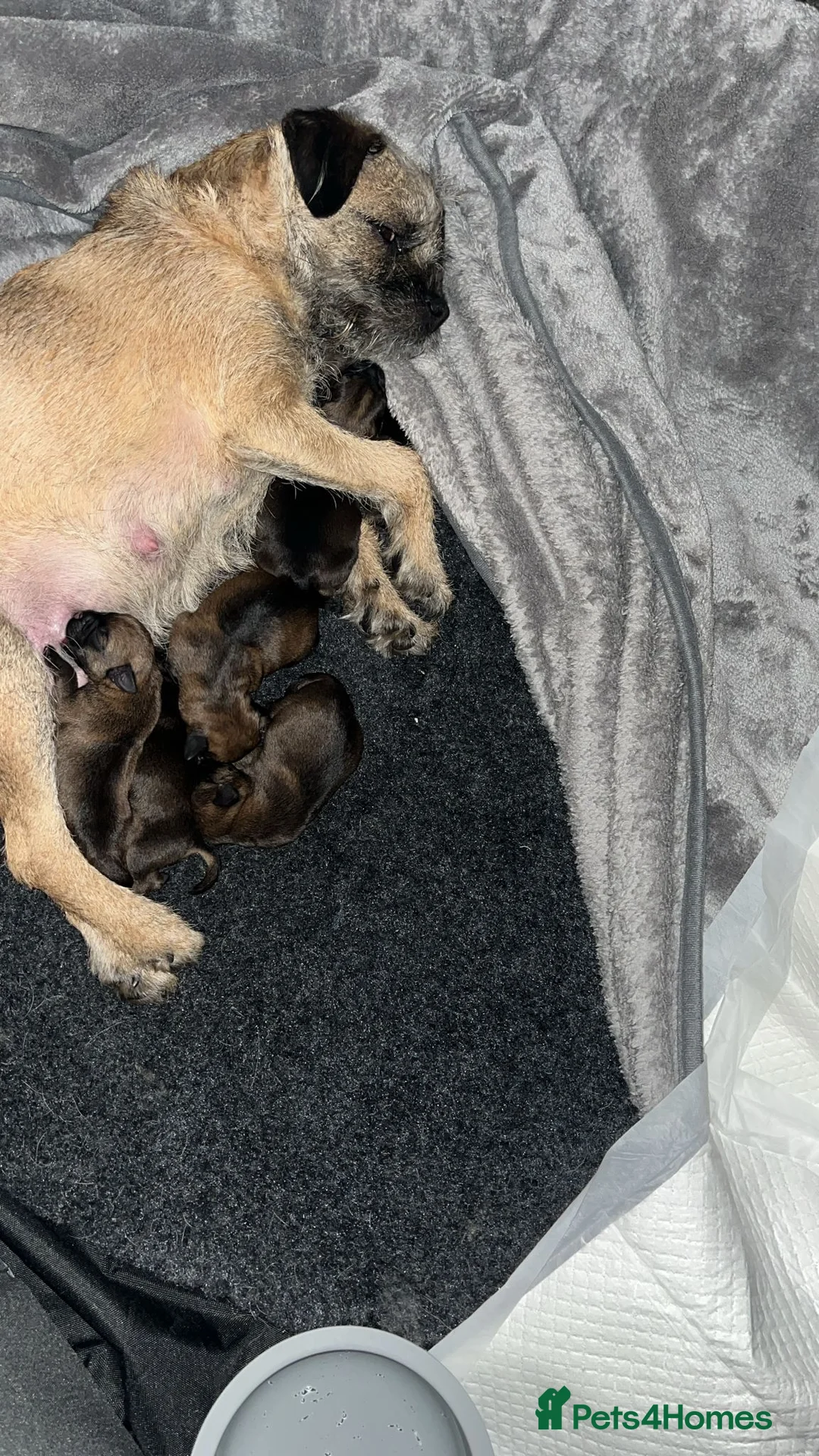 Border Terrier dogs for sale: Border terrier puppies  - Advert 4