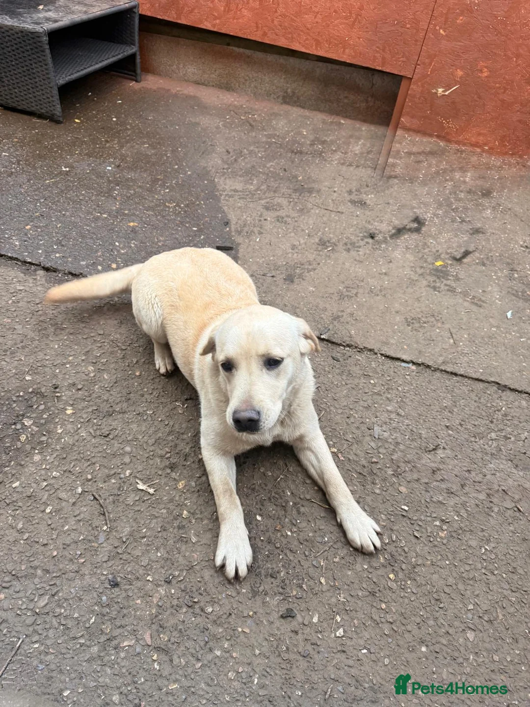 Golden Retriever dogs for sale: Golden Retriever Female 8 Months Loving Home Need - Advert 2