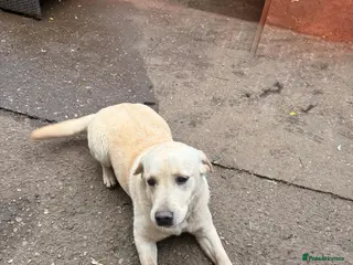 Golden Retriever dogs Golden Retriever Female 8 Months Loving Home Need - Advert 1