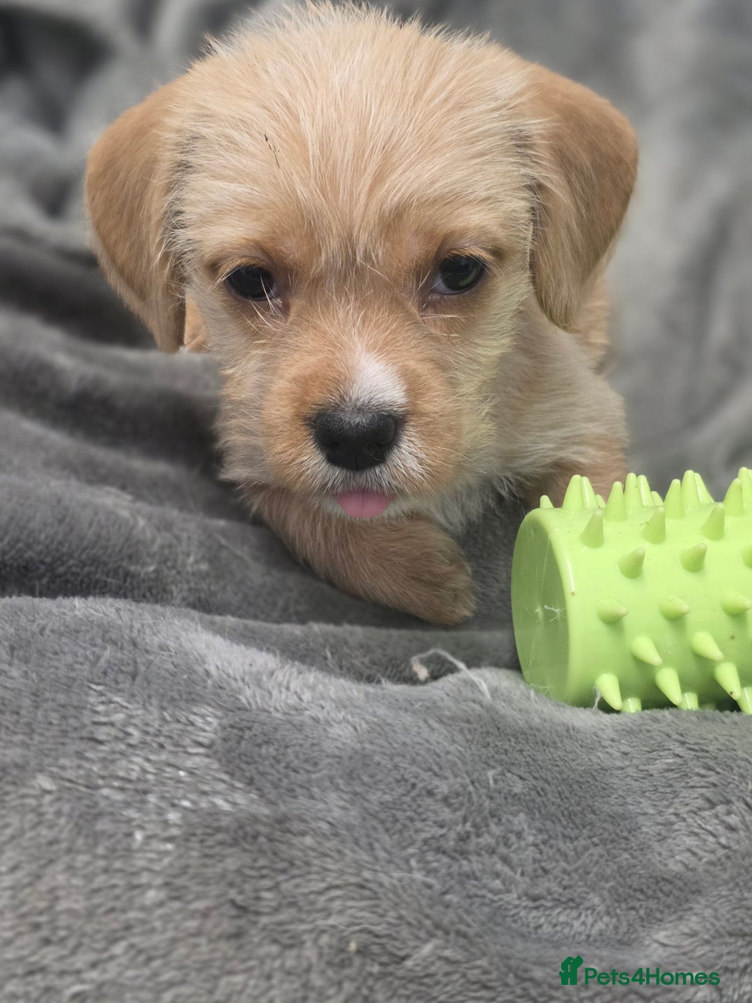 Mixed Breed dogs for sale: Jug puppies - Image 13
