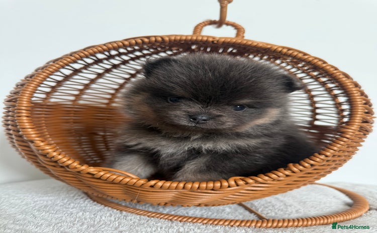 Pomeranian dogs - Advert 1