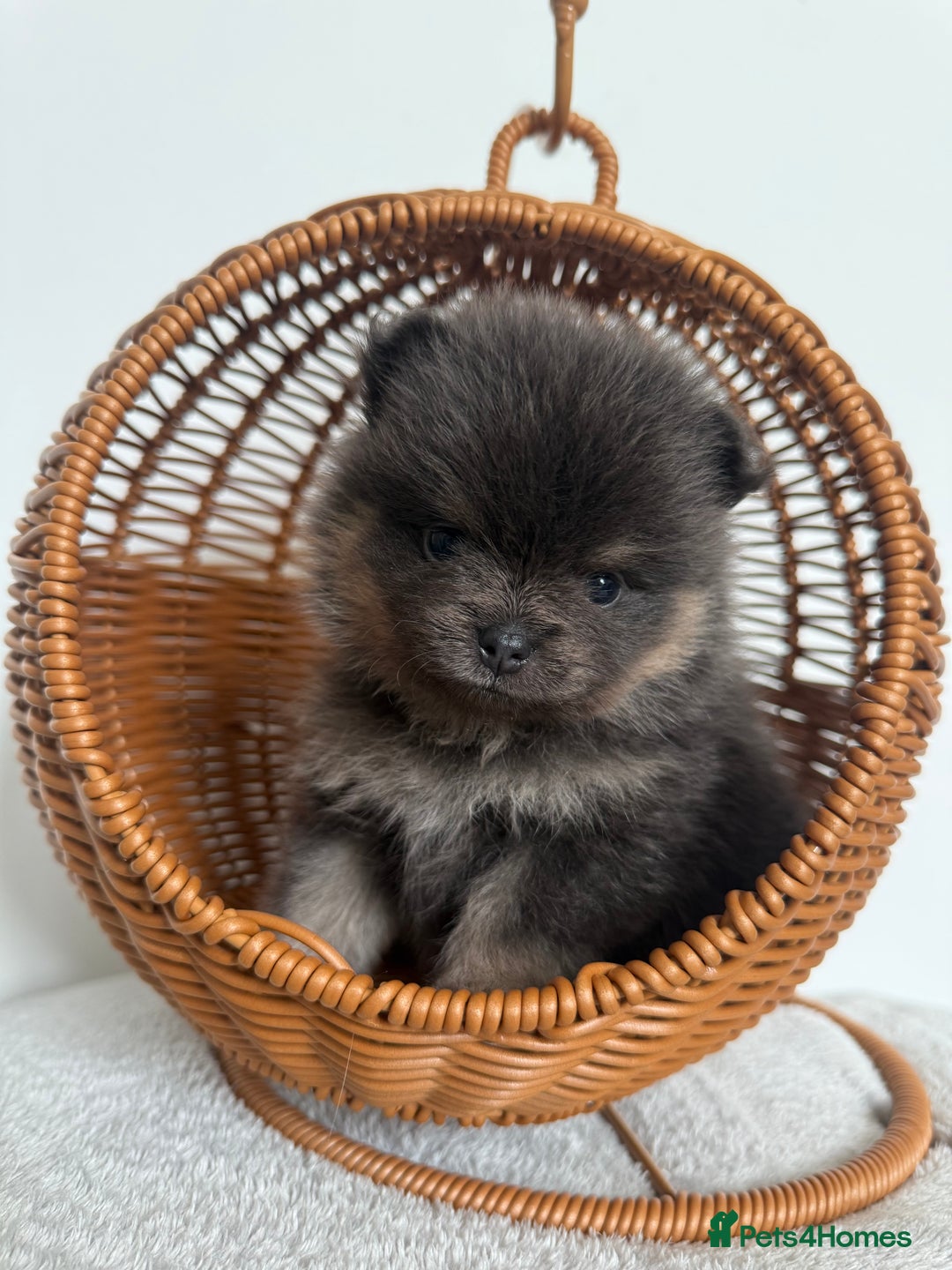 Pomeranian dogs for sale: ** KC pomeranian puppies - Image 1