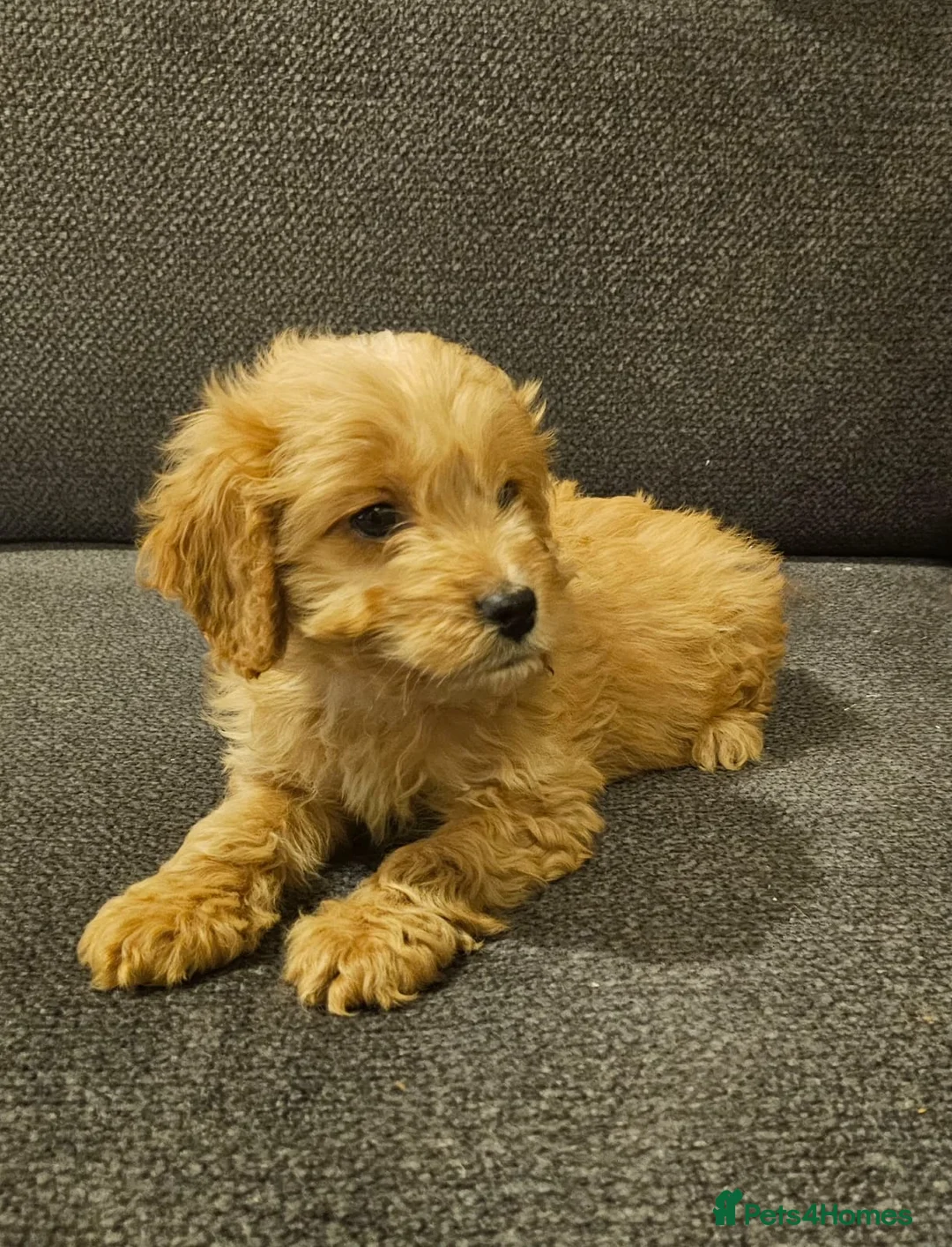 Cockapoo dogs for sale: Cockapoo puppies  in Glasgow - Advert 2