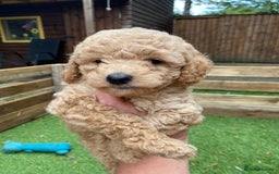 Toy Poodle dogs for stud: ‘Teddy’ KC Registered/Health tested Toy Stud in Wigan - Image 22