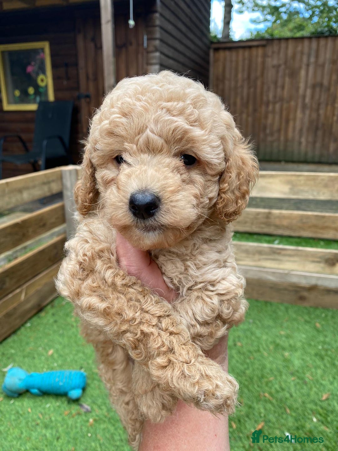 Toy Poodle dogs for stud: ‘Teddy’ KC Registered/Health tested Toy Stud in Wigan - Image 22