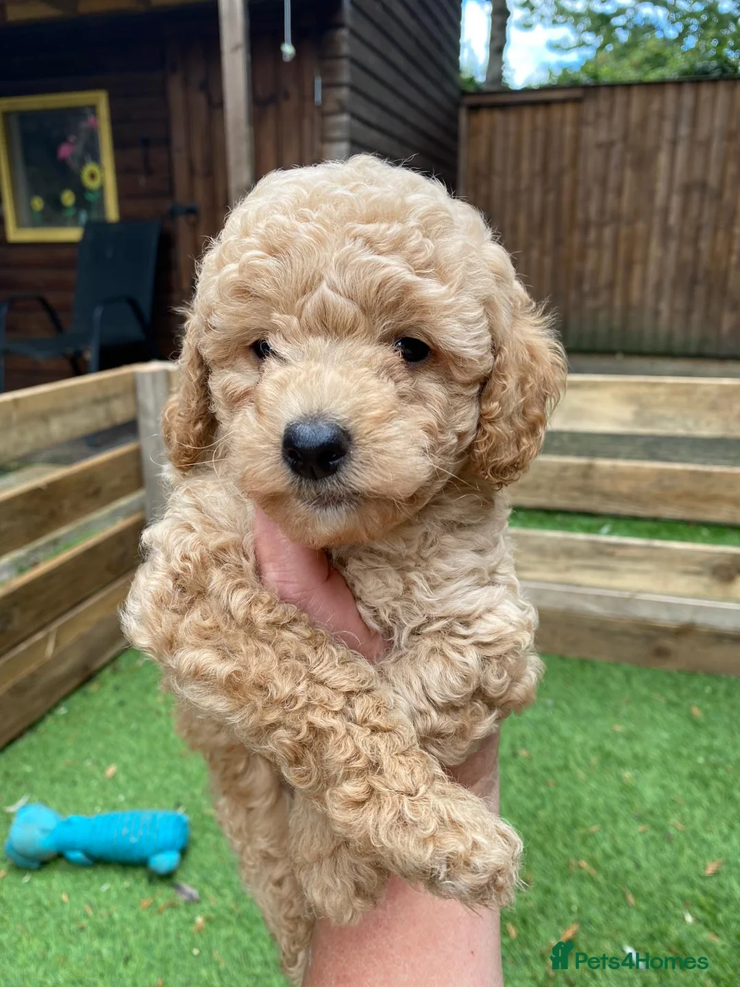 Toy Poodle dogs for stud: ‘Teddy’ KC Registered/Health tested Toy Stud in Wigan - Advert 10