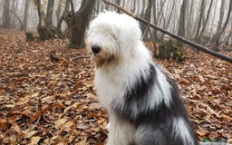 Old English Sheepdog dogs for sale: Old English Sheepdog Puppies  - Image 4